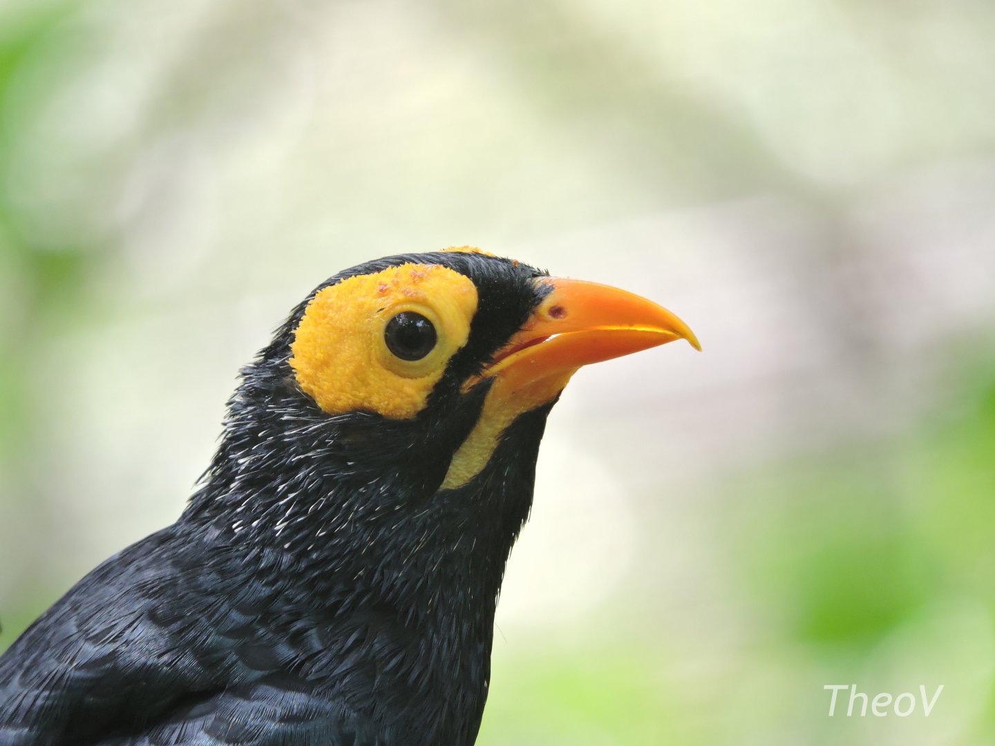 Yellow-faced myna [2019]