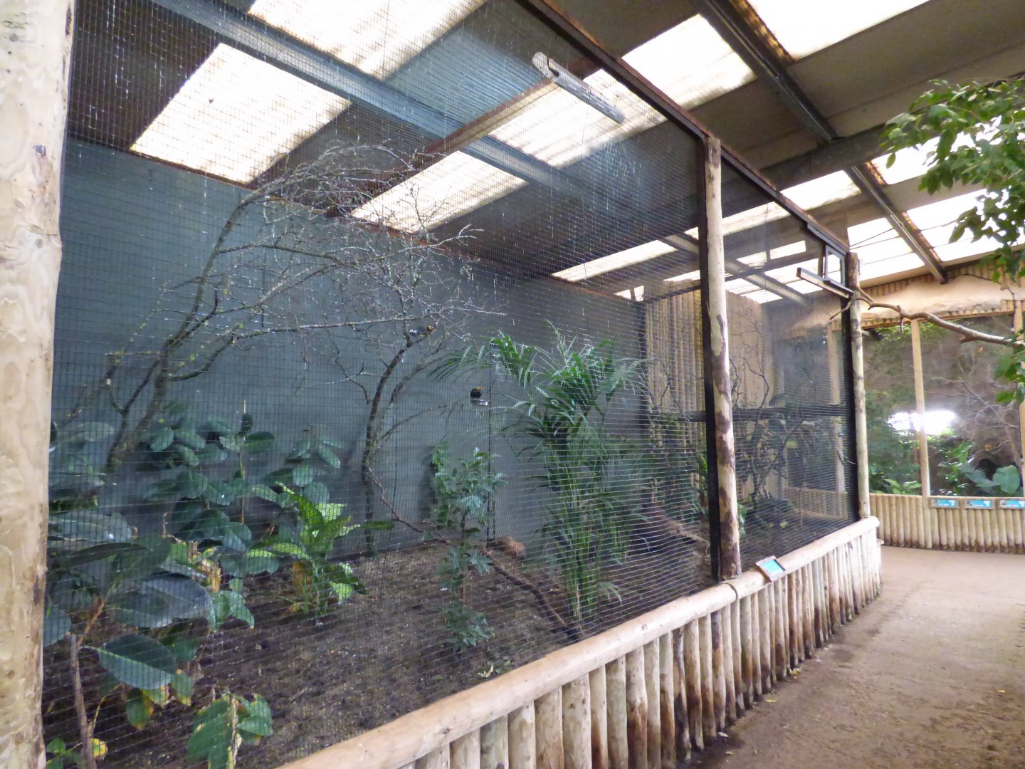 Yellow-faced Myna Aviary