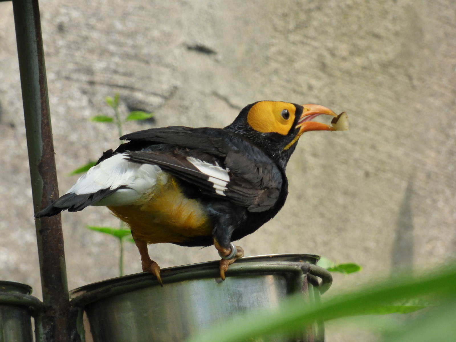 Yellow-Faced Myna inn Islands