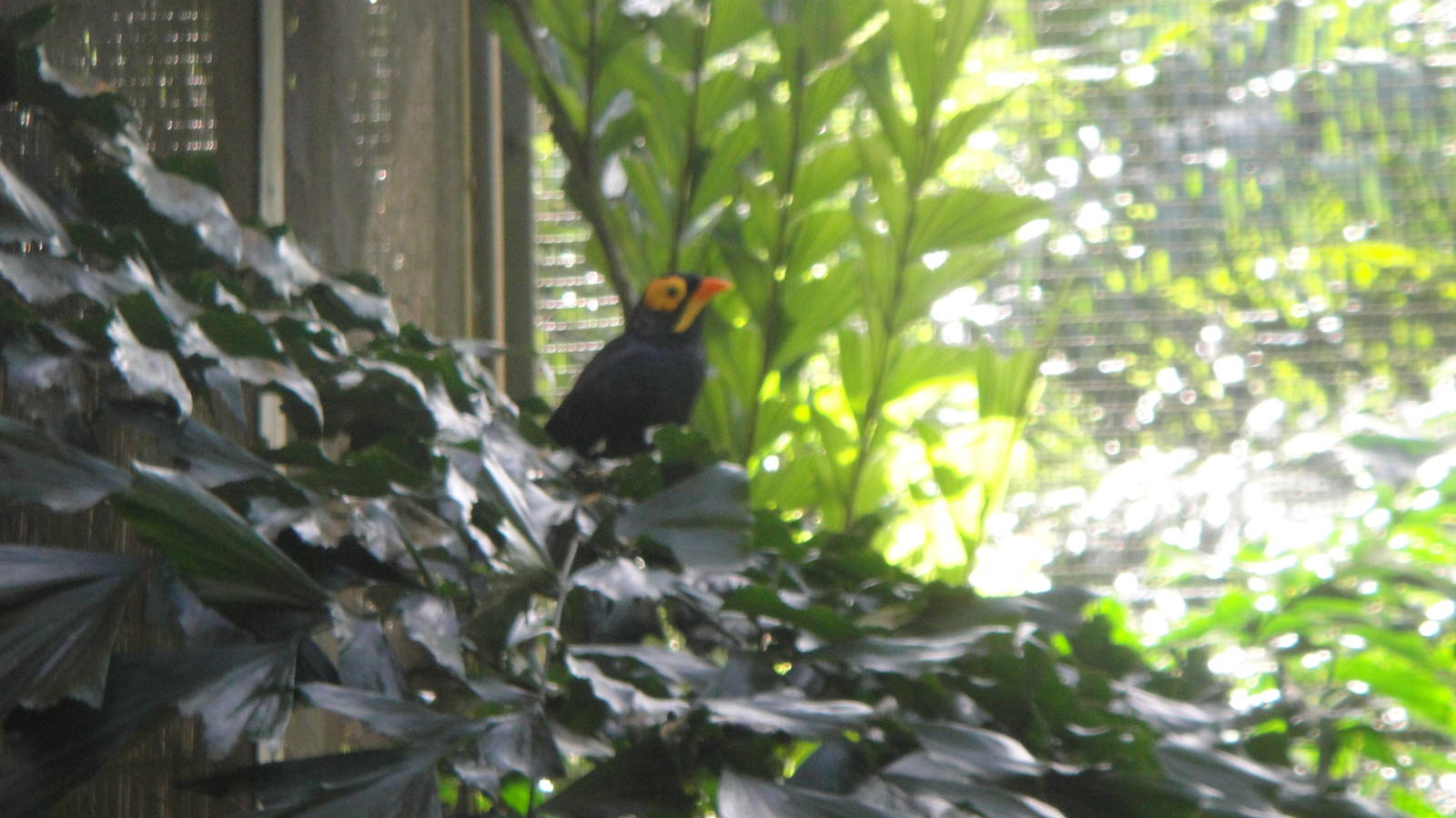 Yellow Faced Myna (Mino dumonti)