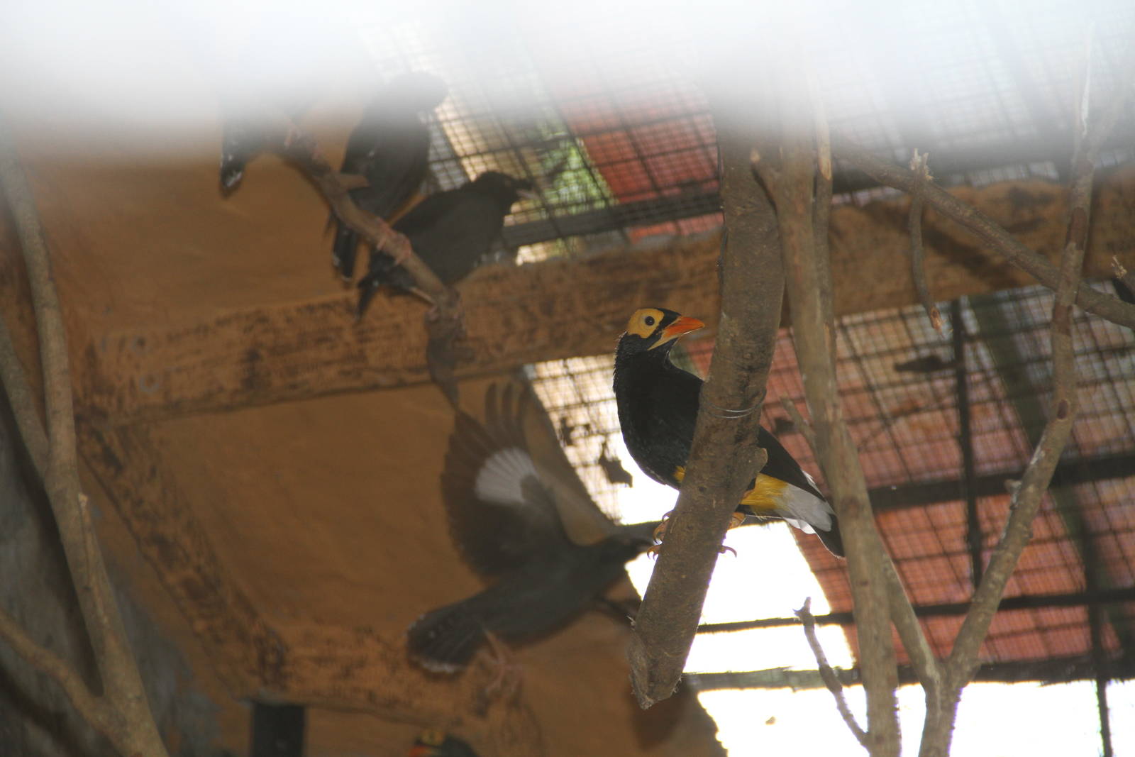 Yellow-faced Myna (Mino dumontii) and Coletos (Sarcops calvus)