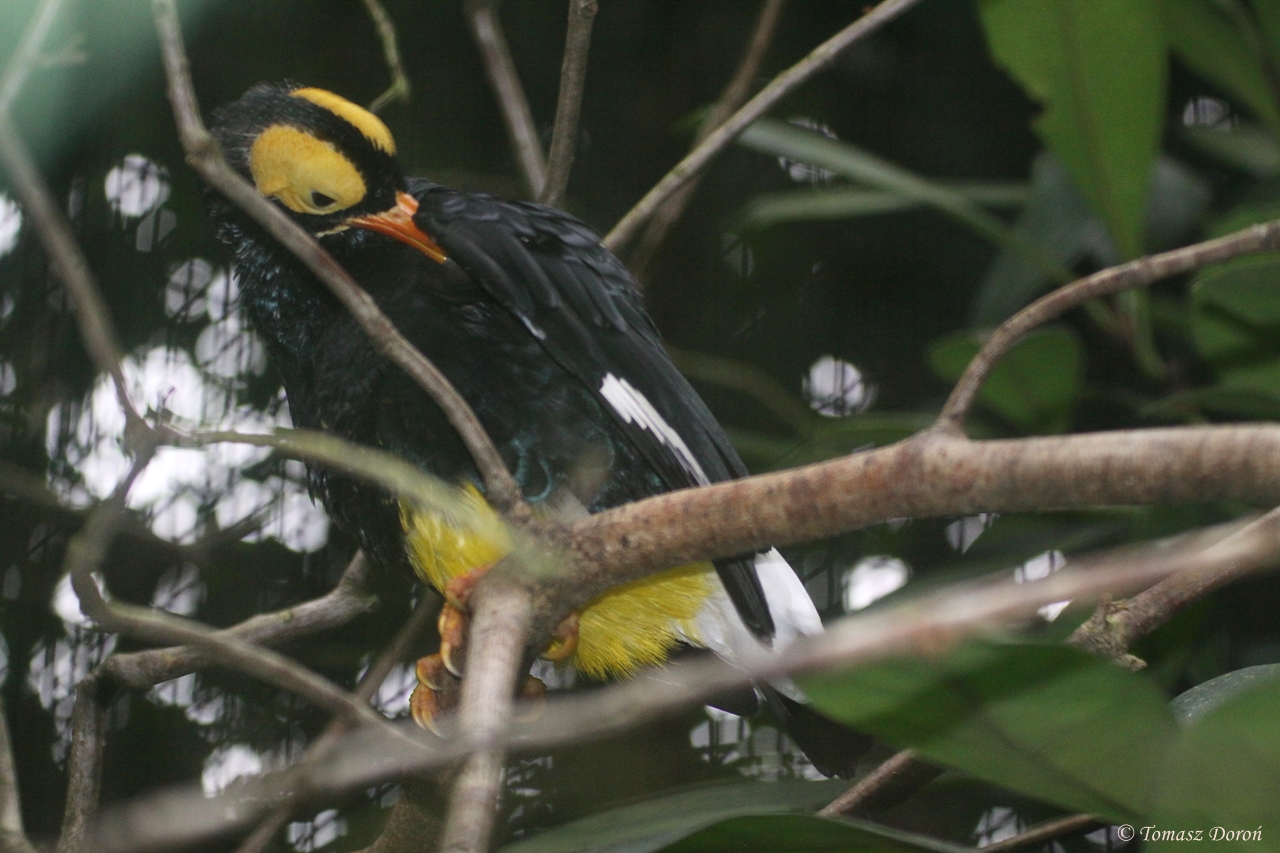 Yellow-faced Myna (Mino dumontii) October 2009