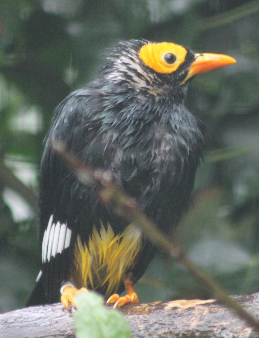 Yellow-faced myna - Mino dumontii
