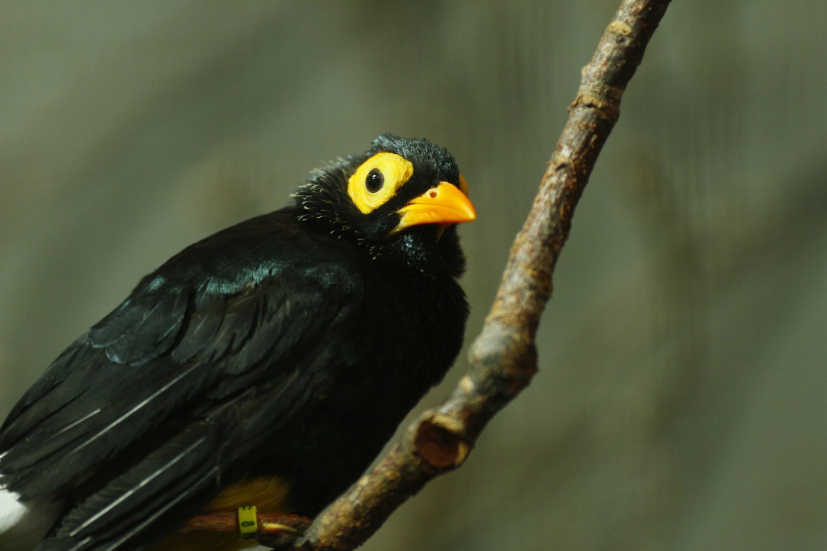 Yellow-faced myna (Mino dumontii)