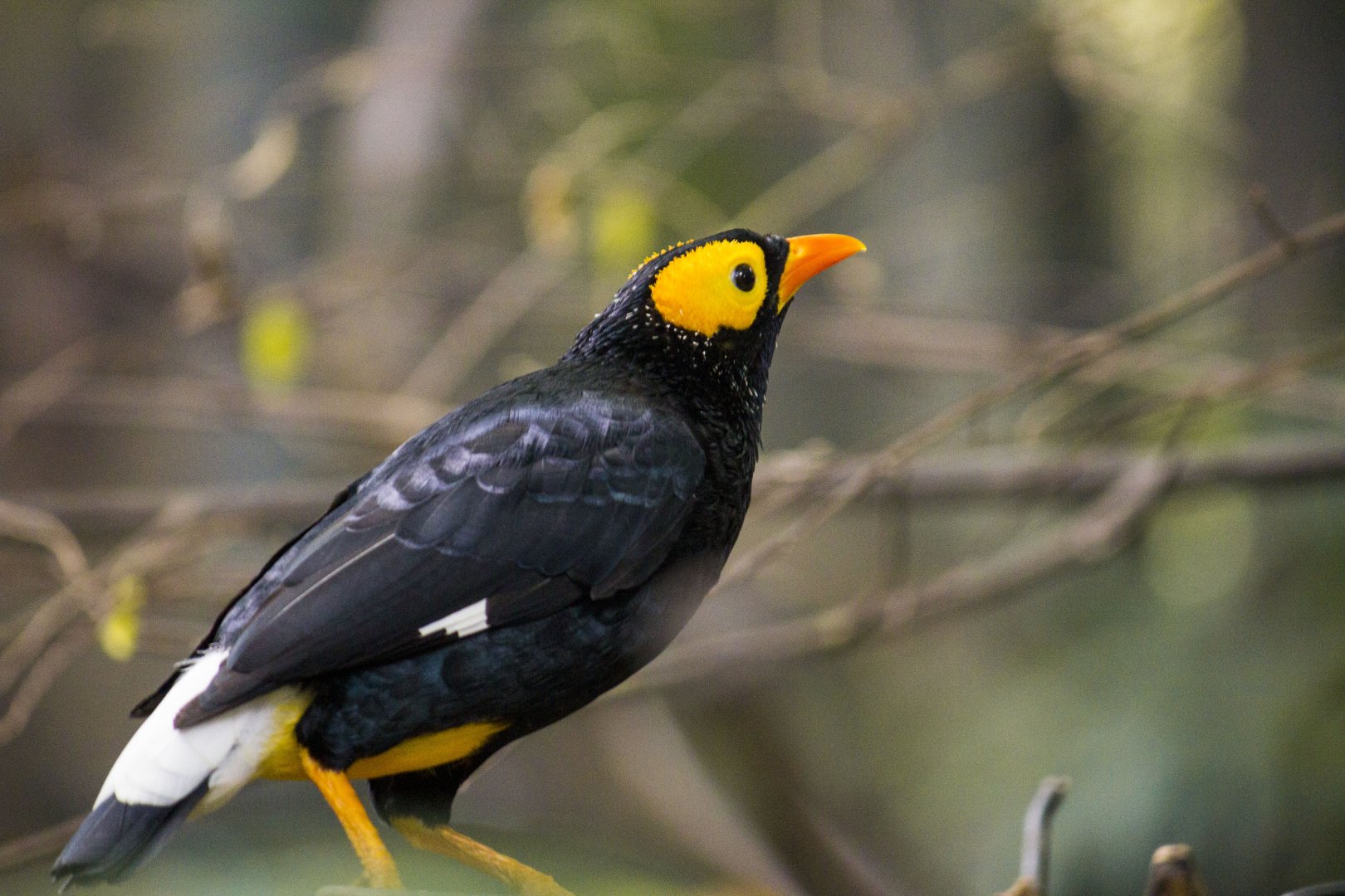 Yellow-faced myna, Mino dumontii