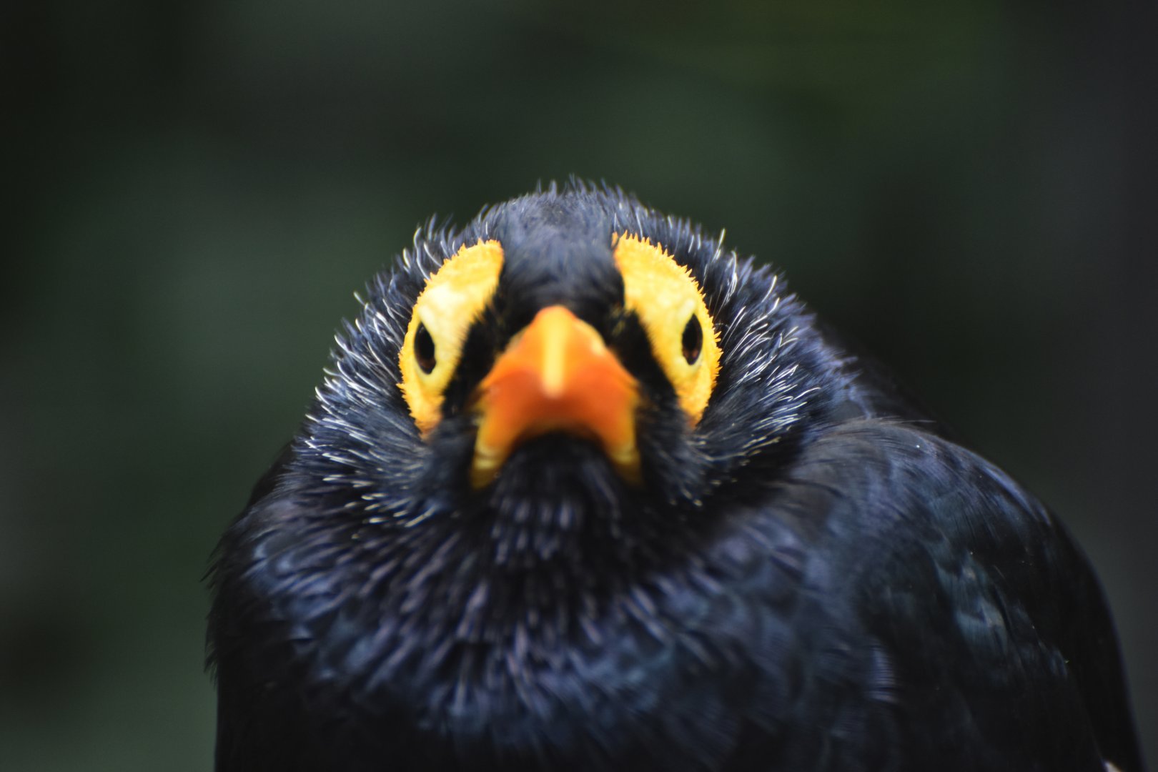 Yellow-faced Myna Mino dumontii