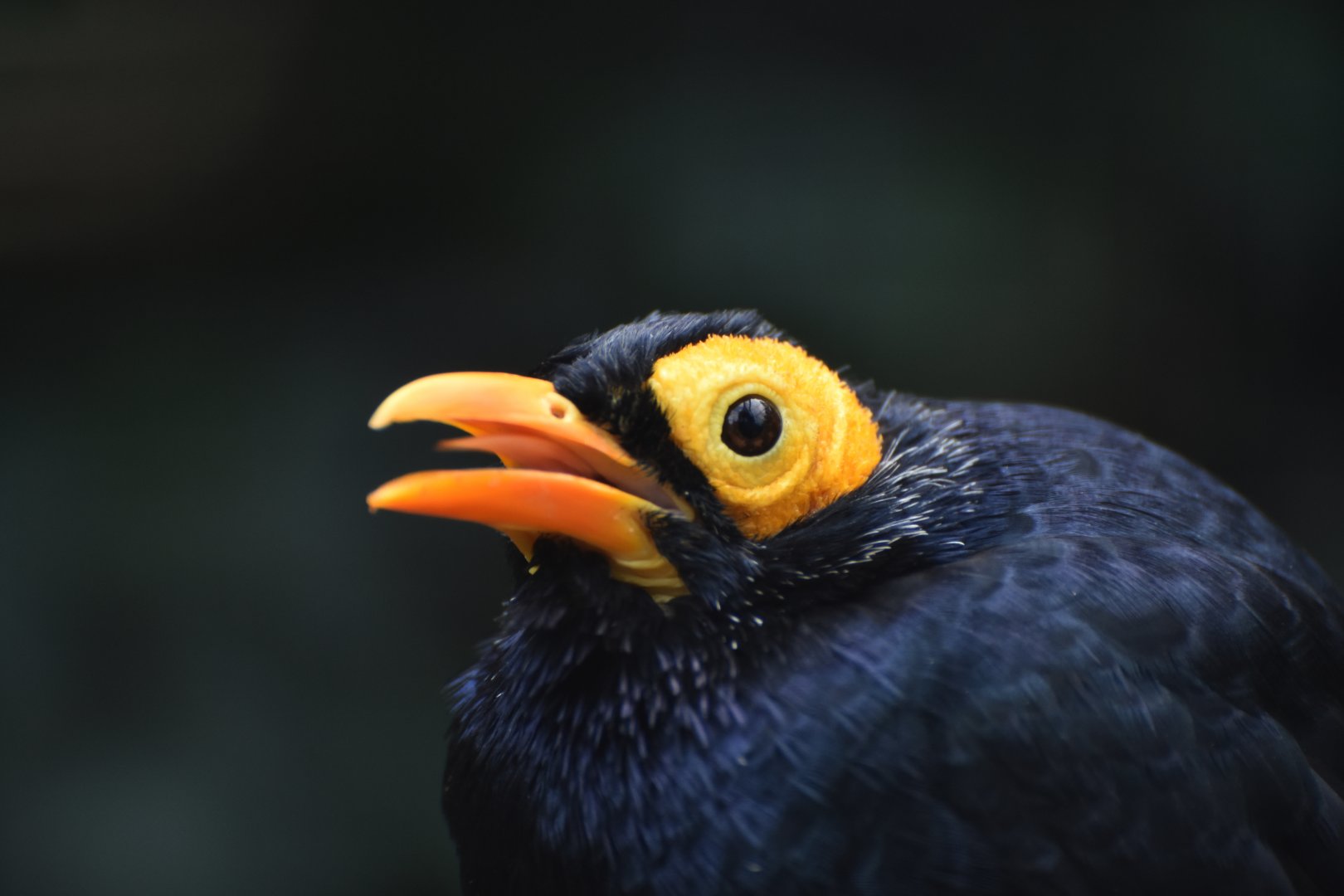 Yellow-faced Myna Mino dumontii