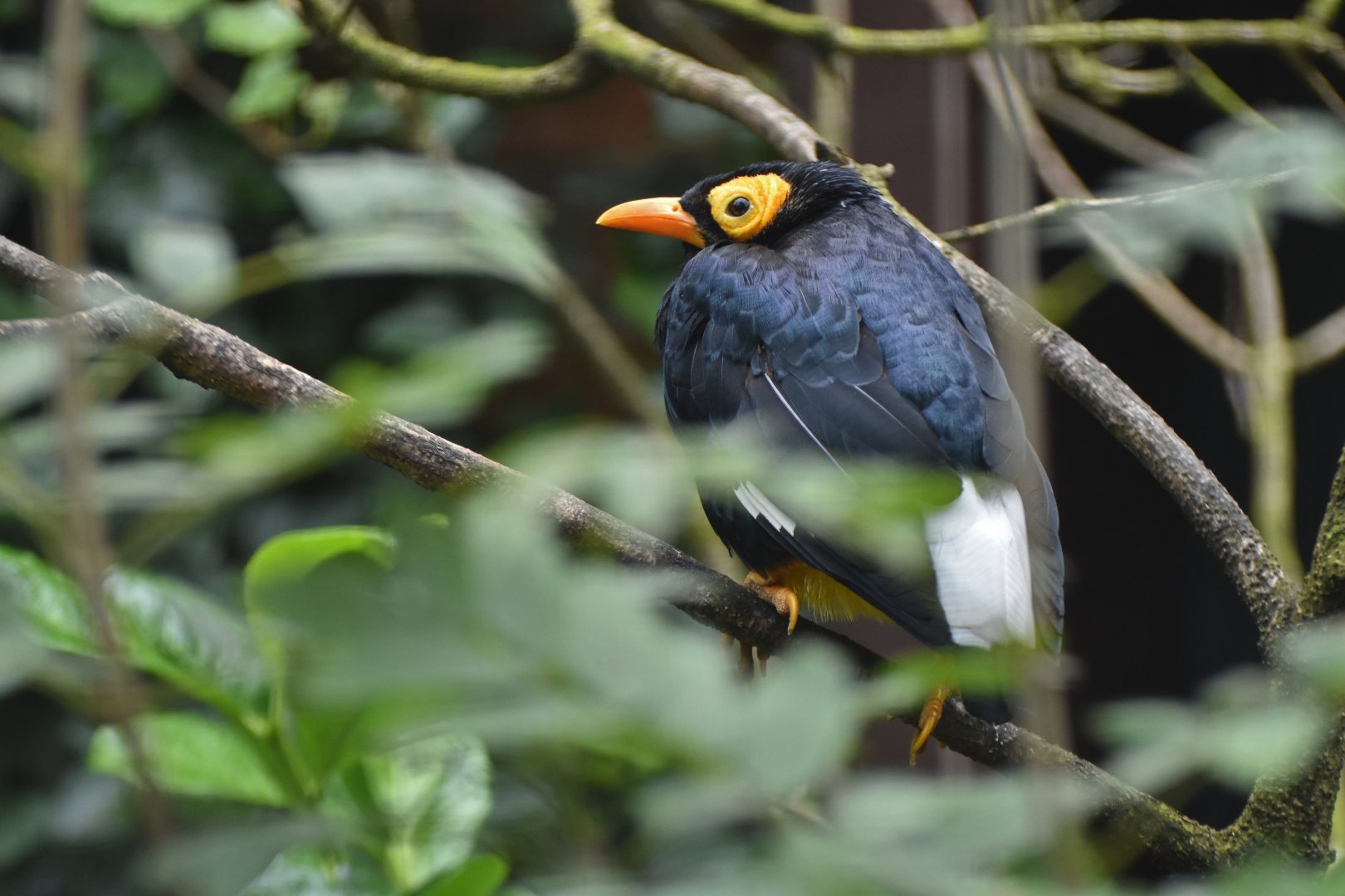 Yellow-faced Myna Mino dumontii
