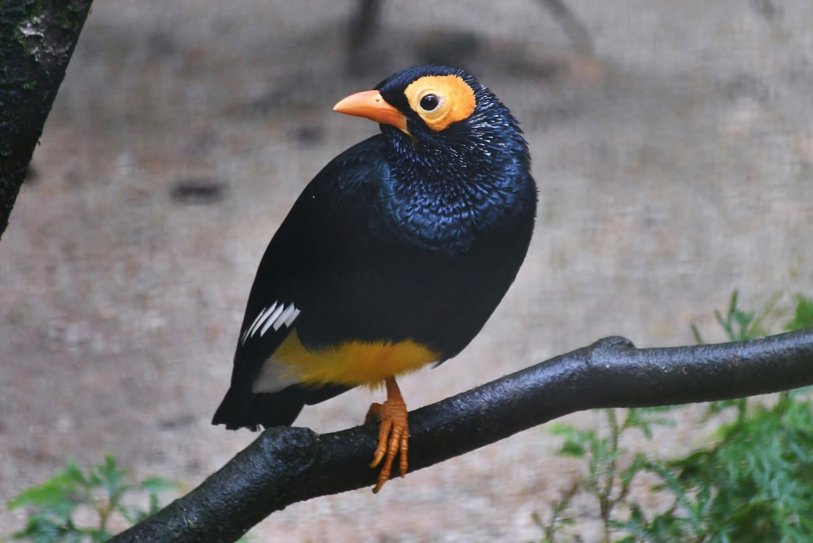 Yellow-faced Myna (Mino dumontii)