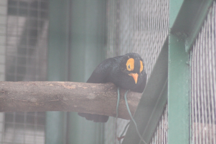 Yellow-faced myna (Mino dumontii)