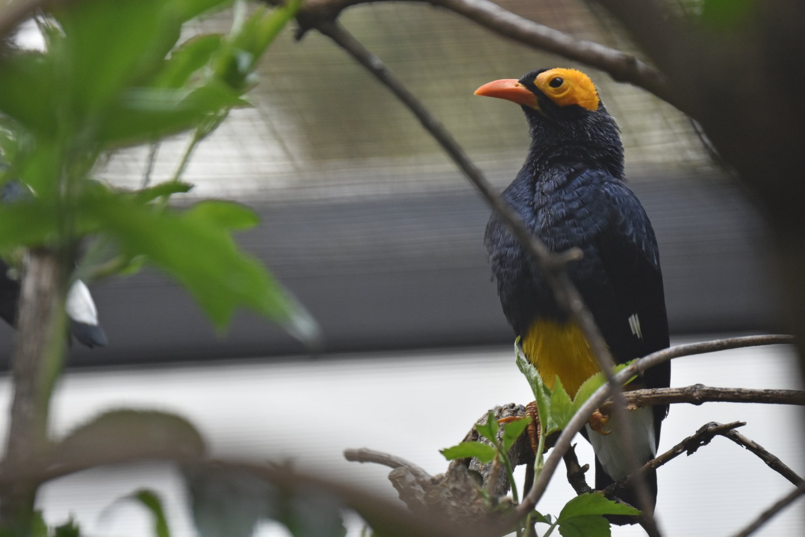 Yellow-faced myna Mino dumontii