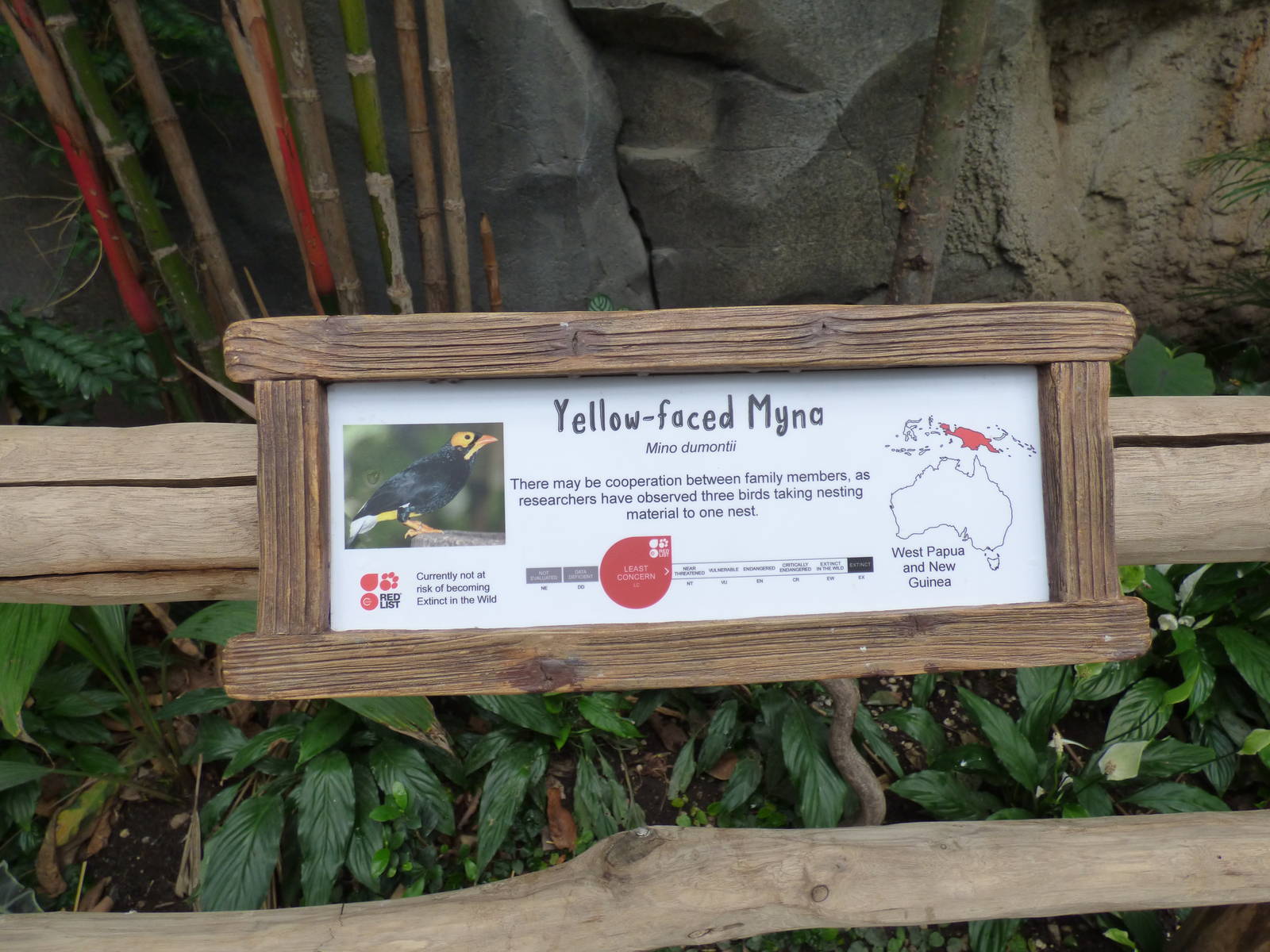 Yellow Faced Myna signage