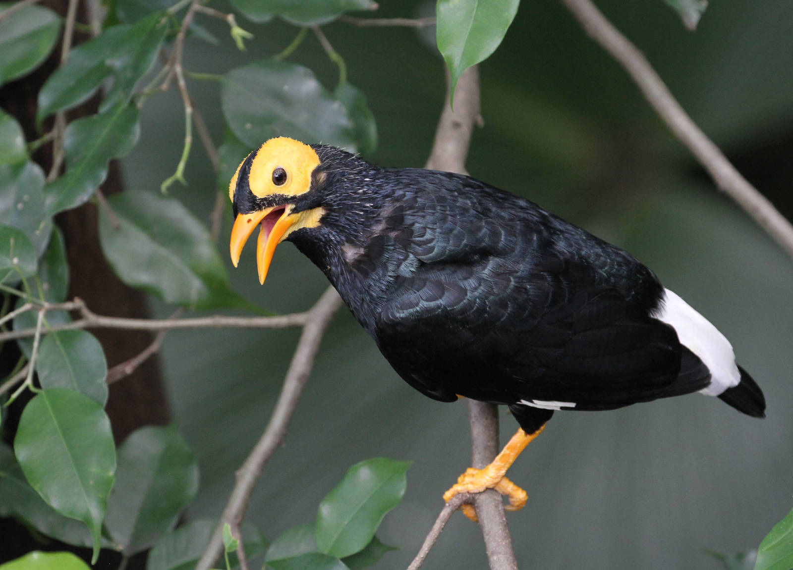 Yellow-faced Myna