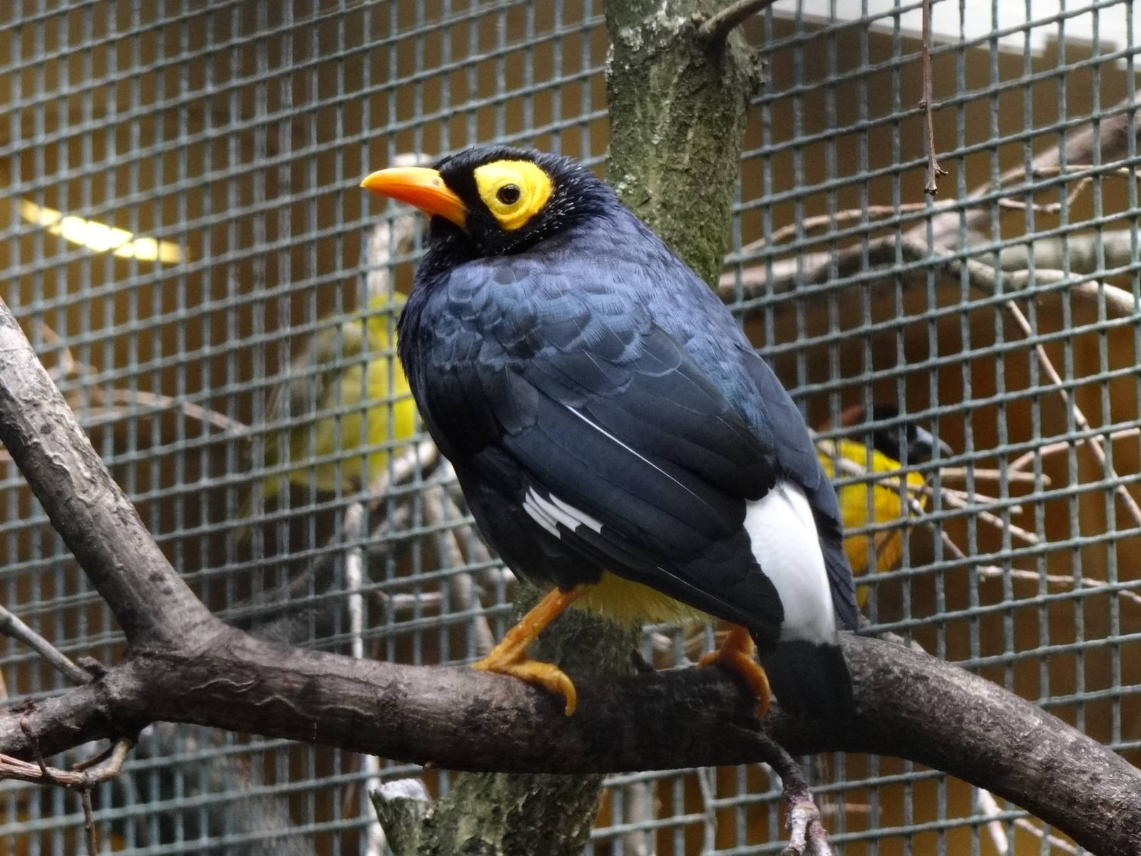 Yellow-faced myna