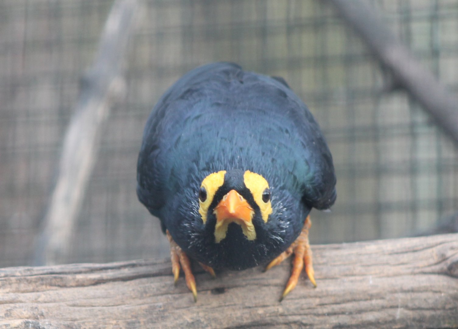 Yellow-faced myna
