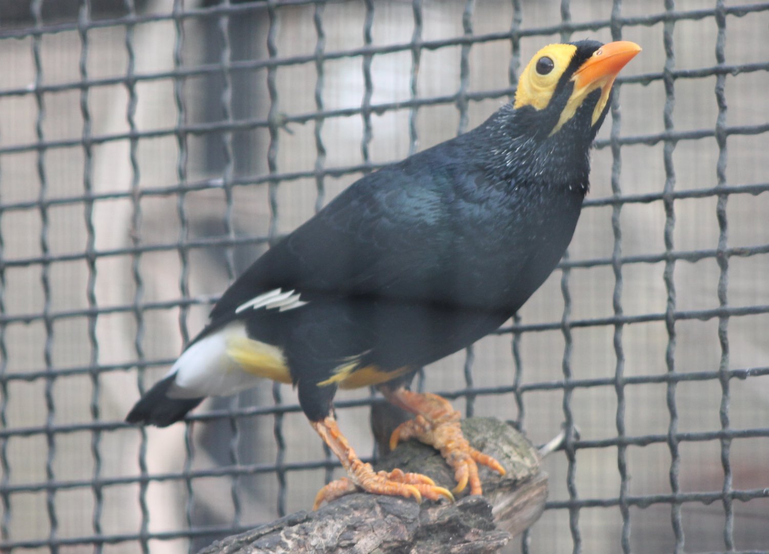 Yellow-faced myna