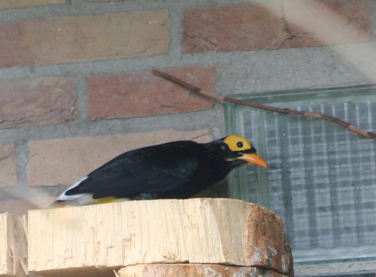 Yellow-faced myna