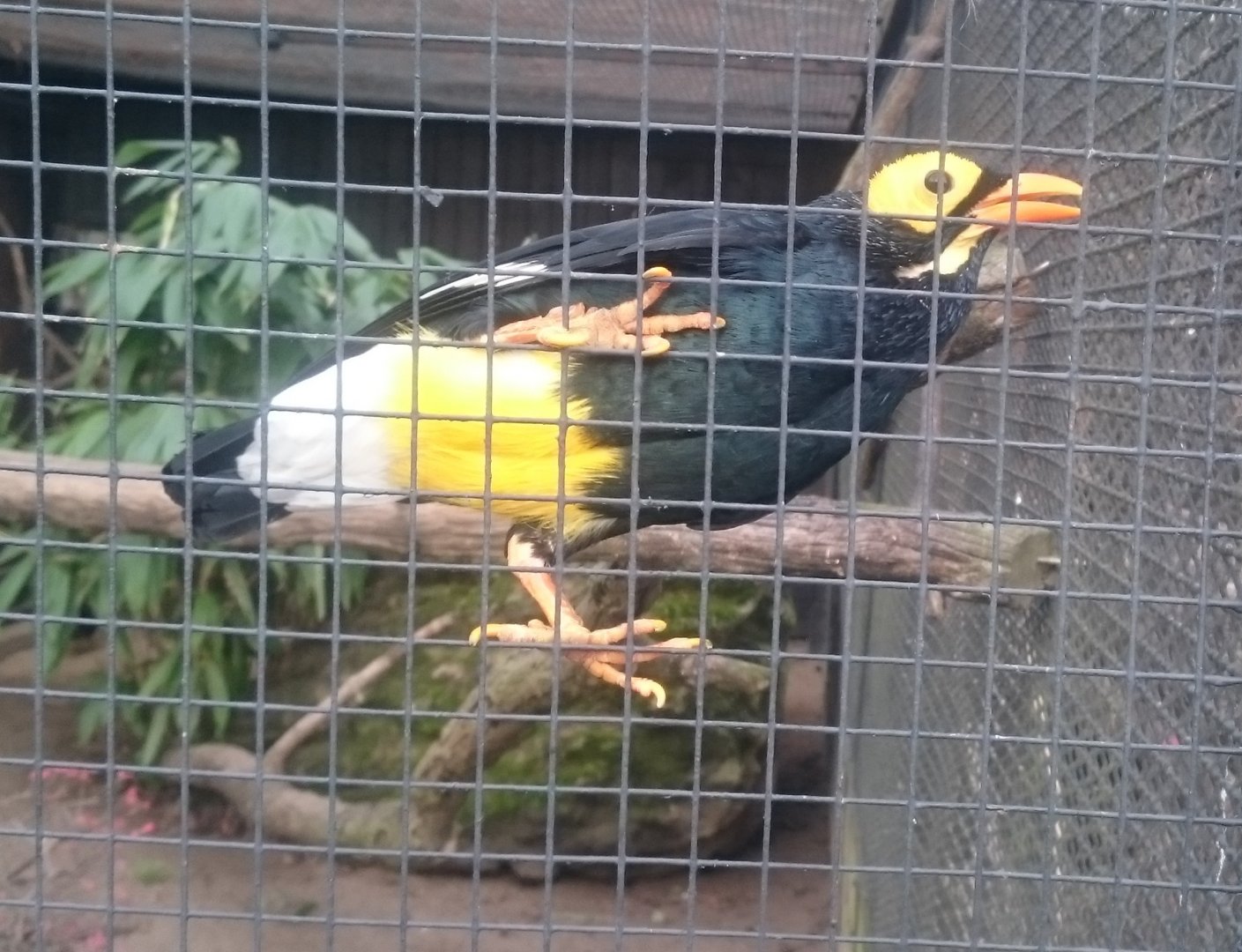 Yellow-faced myna