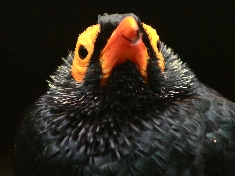 Yellow-faced Myna