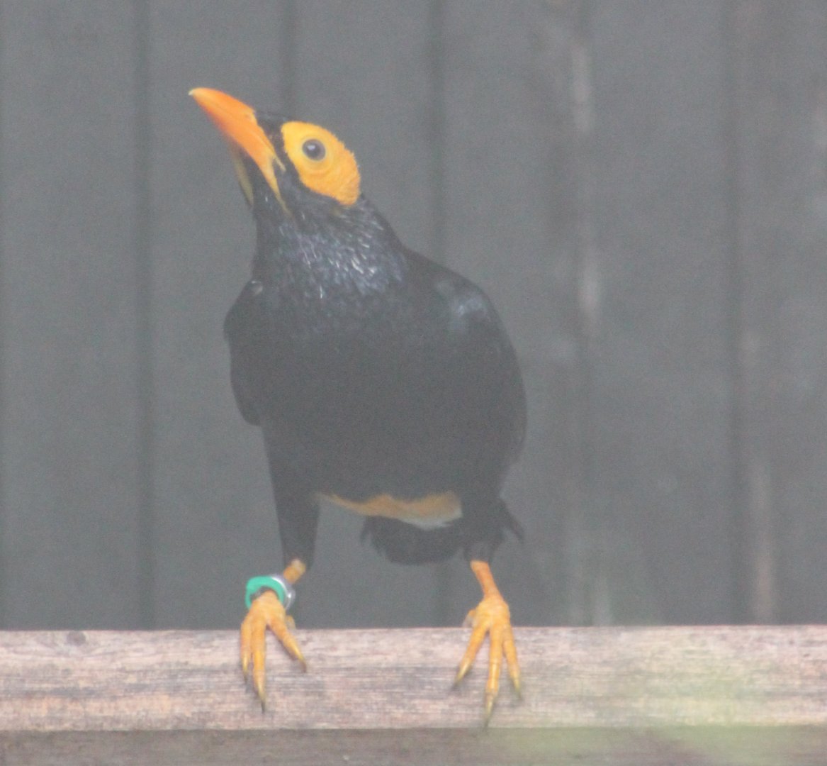 Yellow-faced myna
