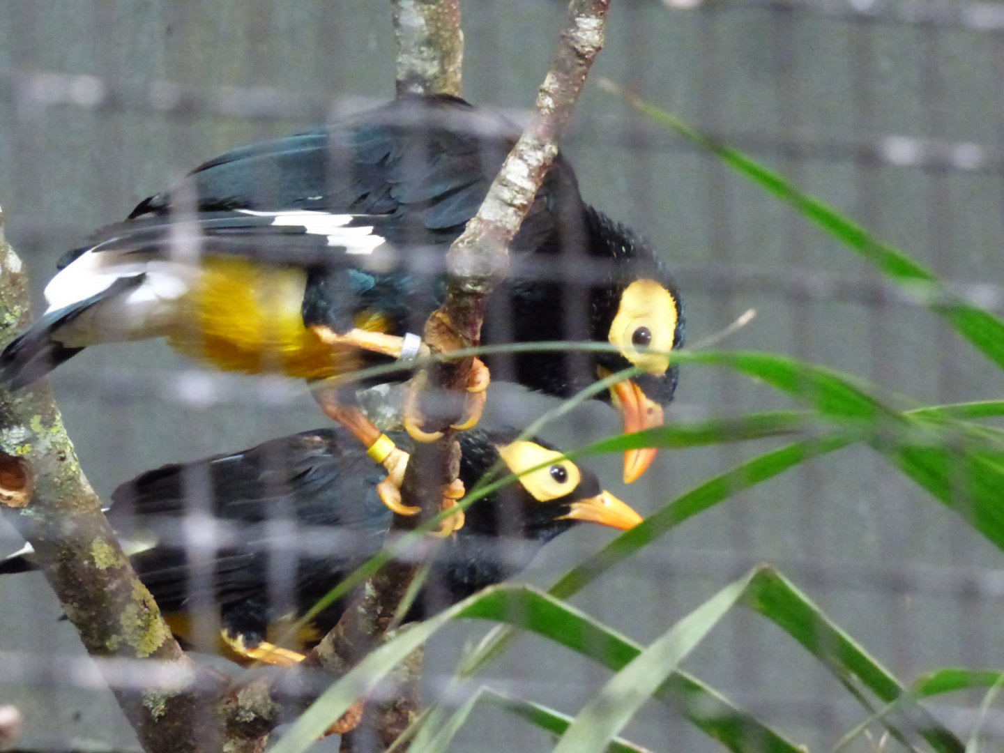 Yellow-faced Myna