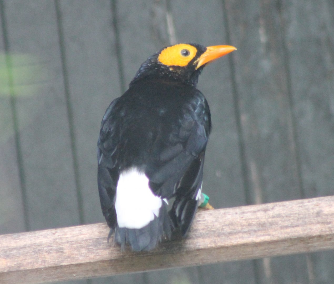 Yellow-faced myna