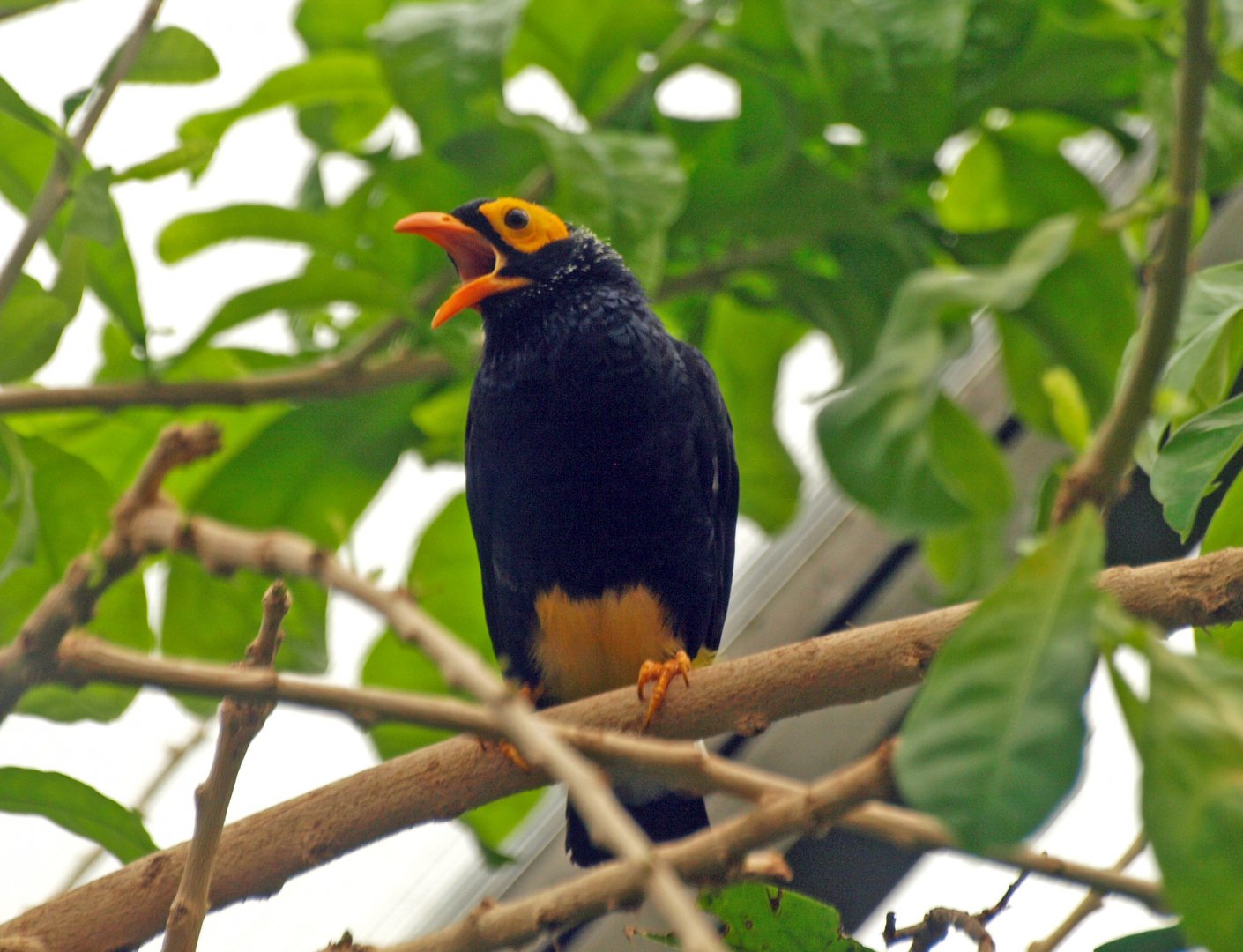 Yellow-faced myna