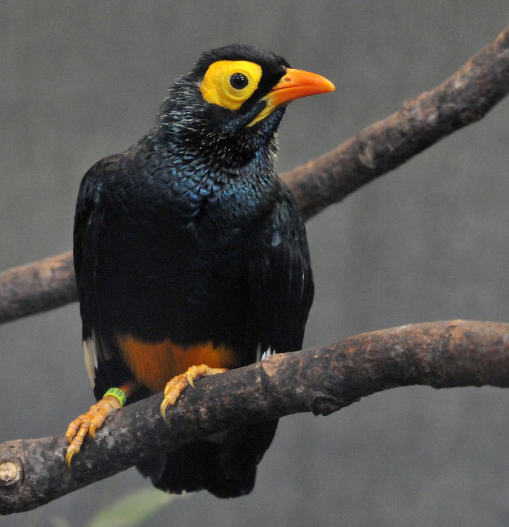 YELLOW FACED MYNA