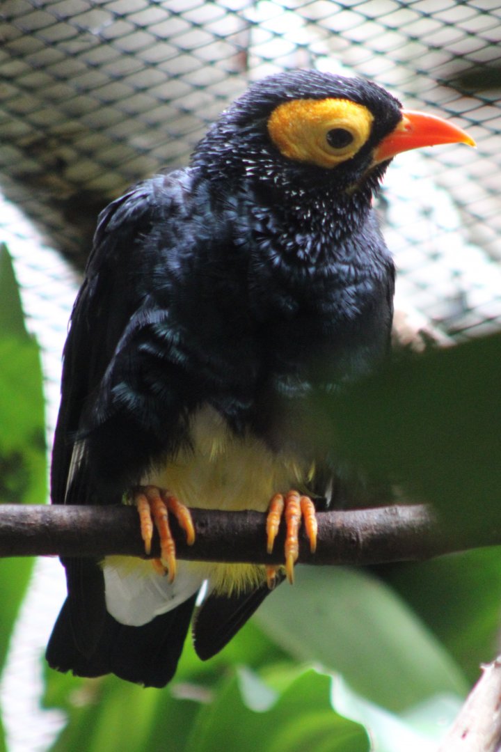 Yellow-faced myna