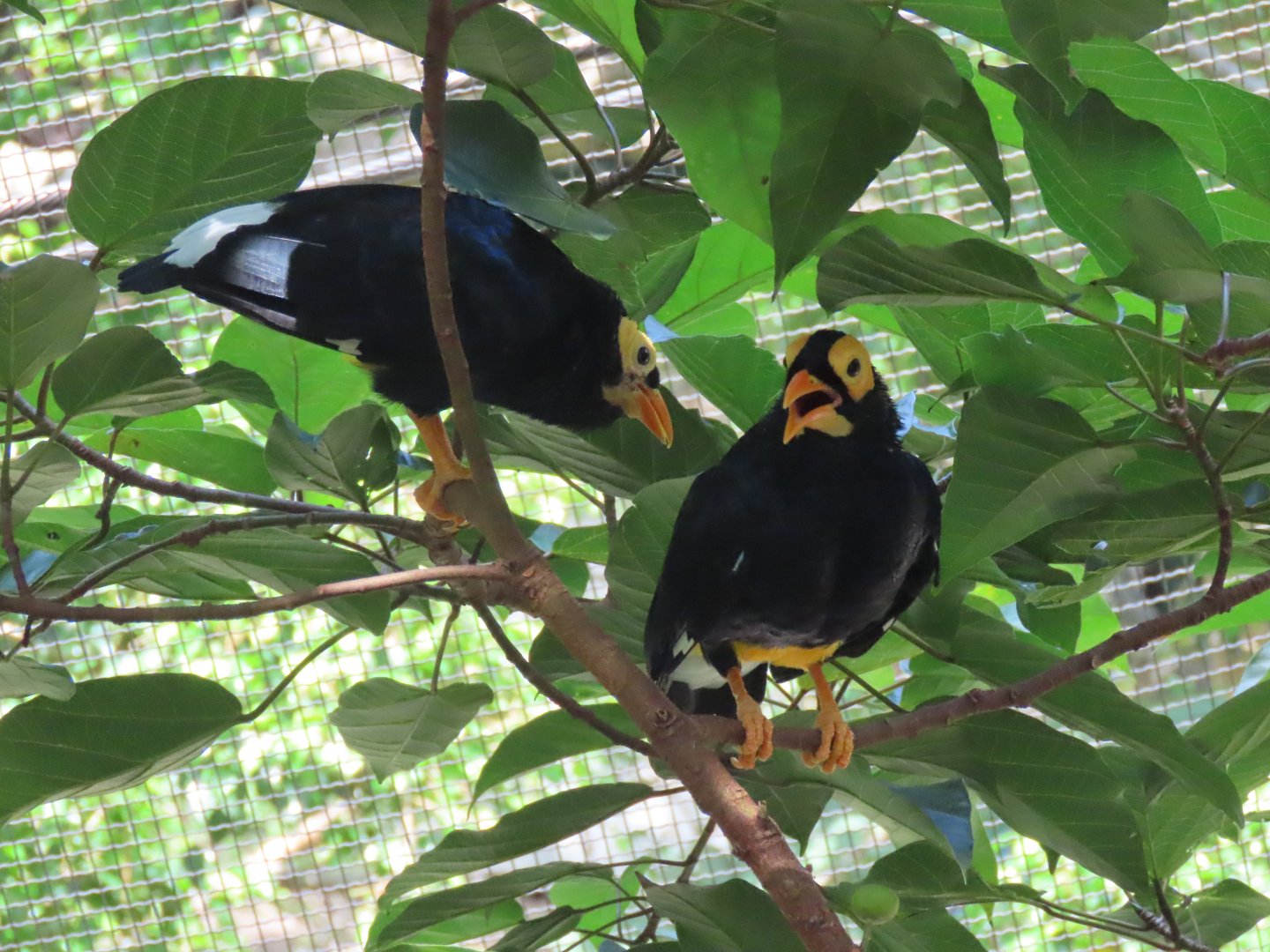 Yellow-faced myna