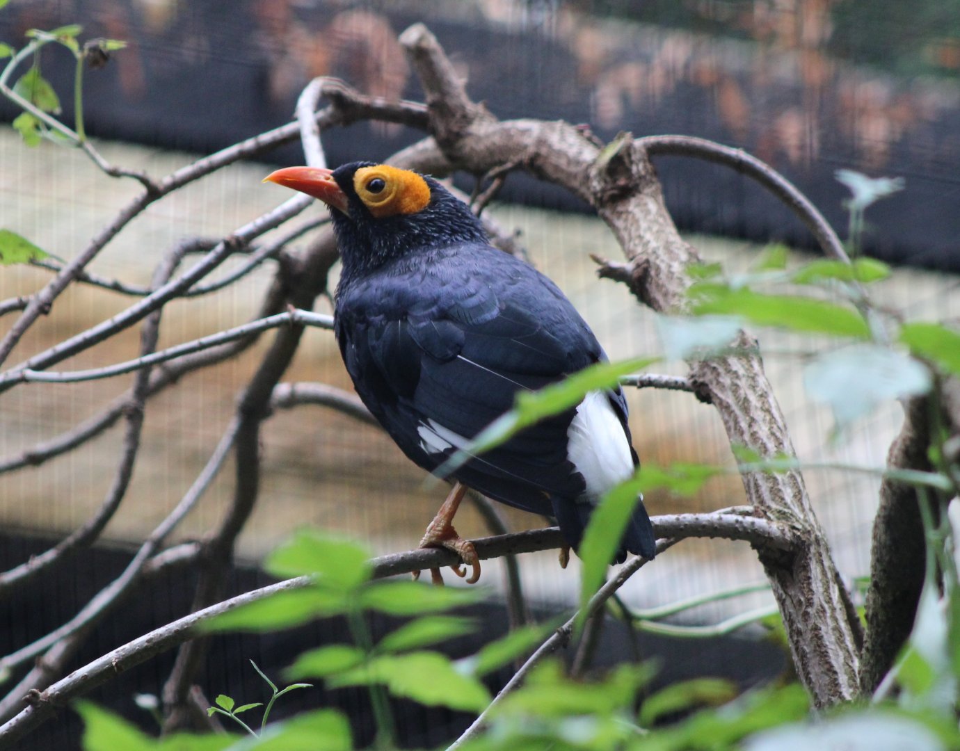 Yellow-faced myna