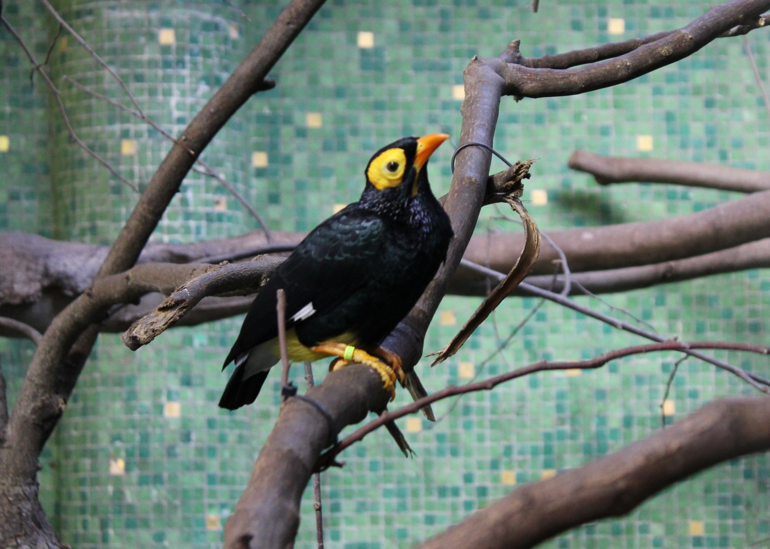 Yellow-faced myna
