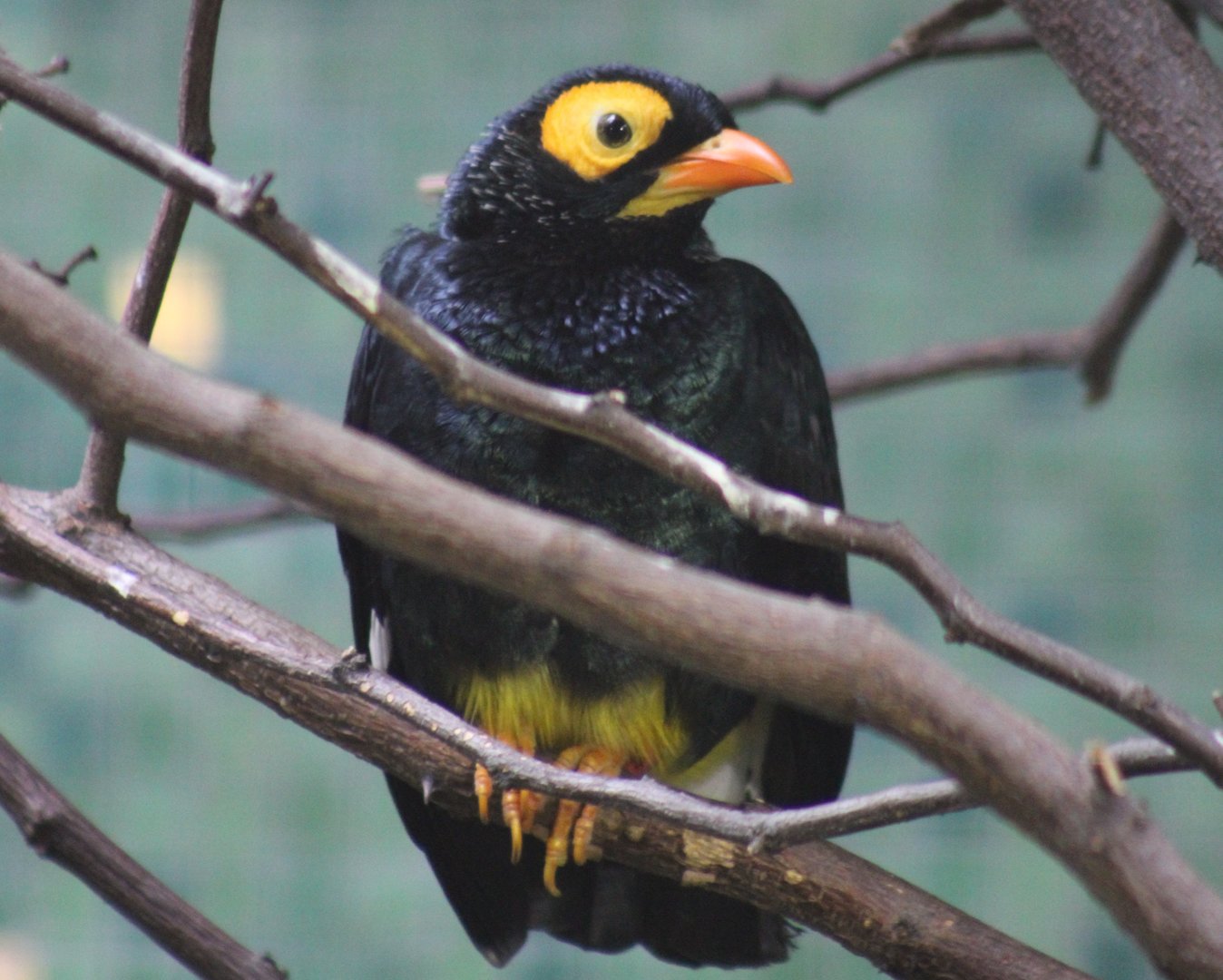 Yellow-faced myna