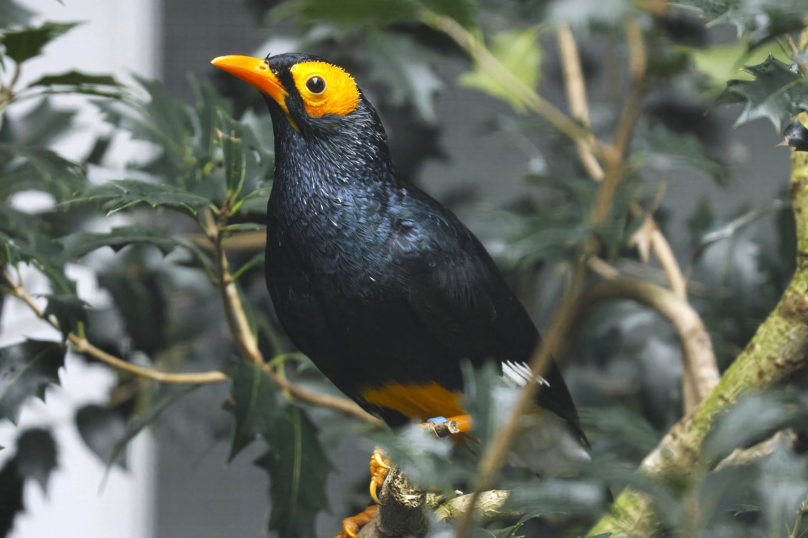 Yellow-faced myna