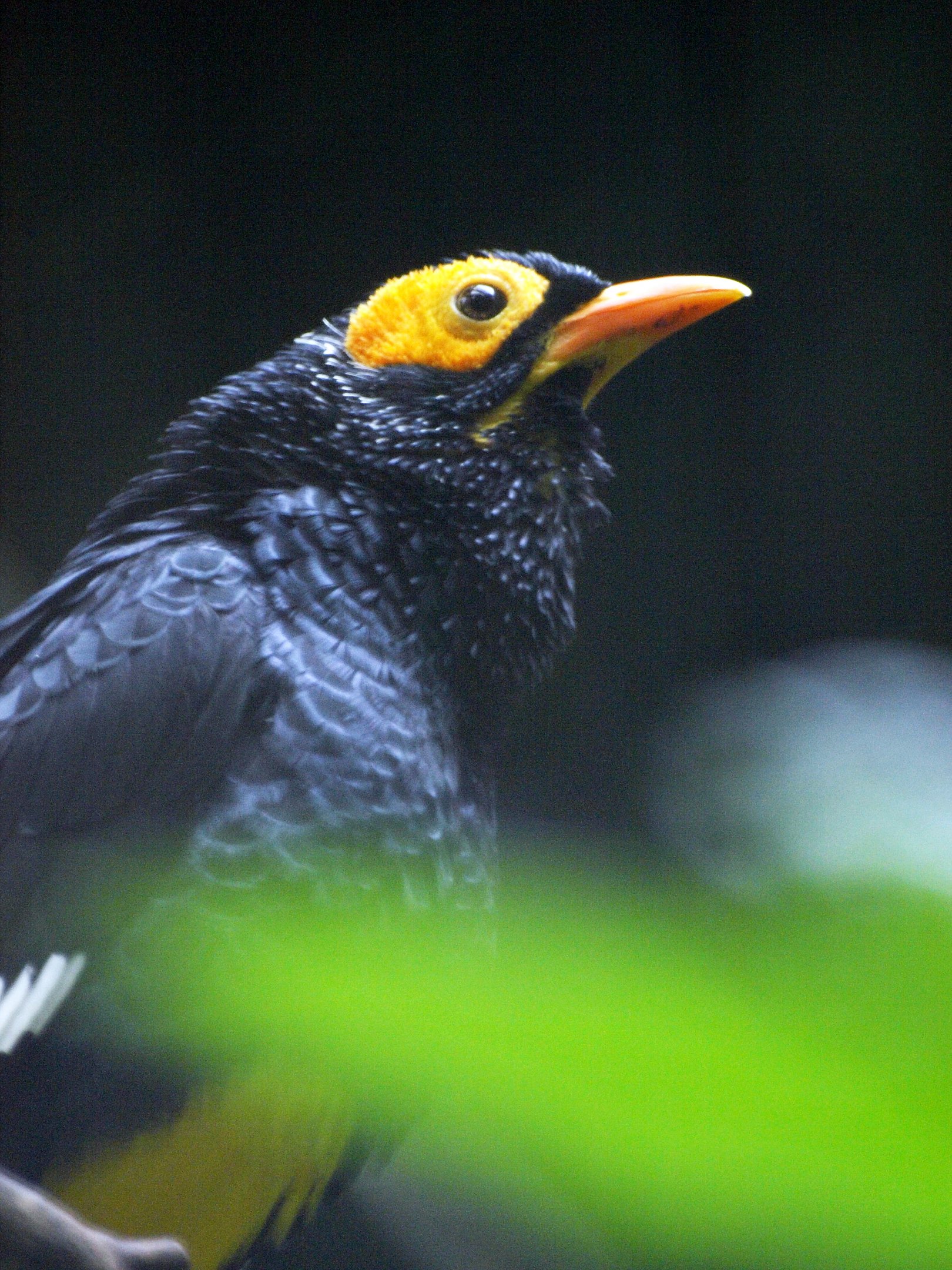 Yellow-faced myna