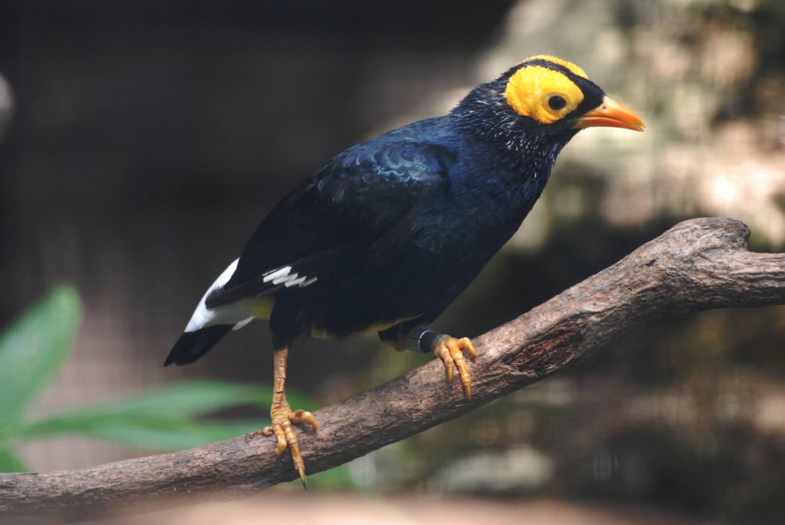 Yellow-faced Mynah at Prague, 25/08/12