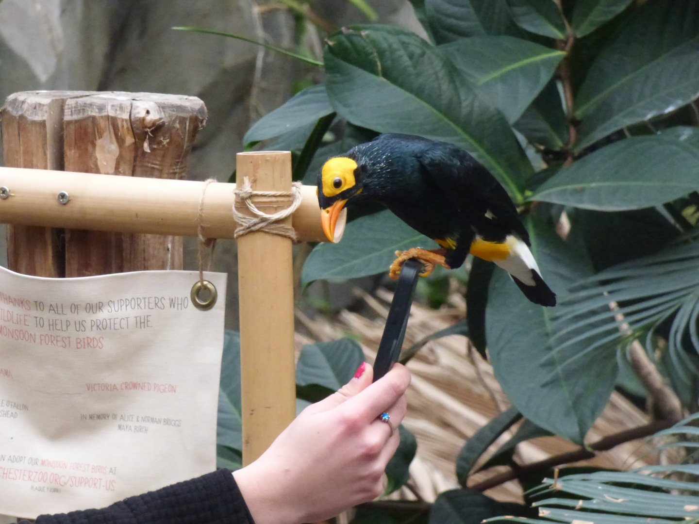 Yellow-Faced Mynah being very friendly!