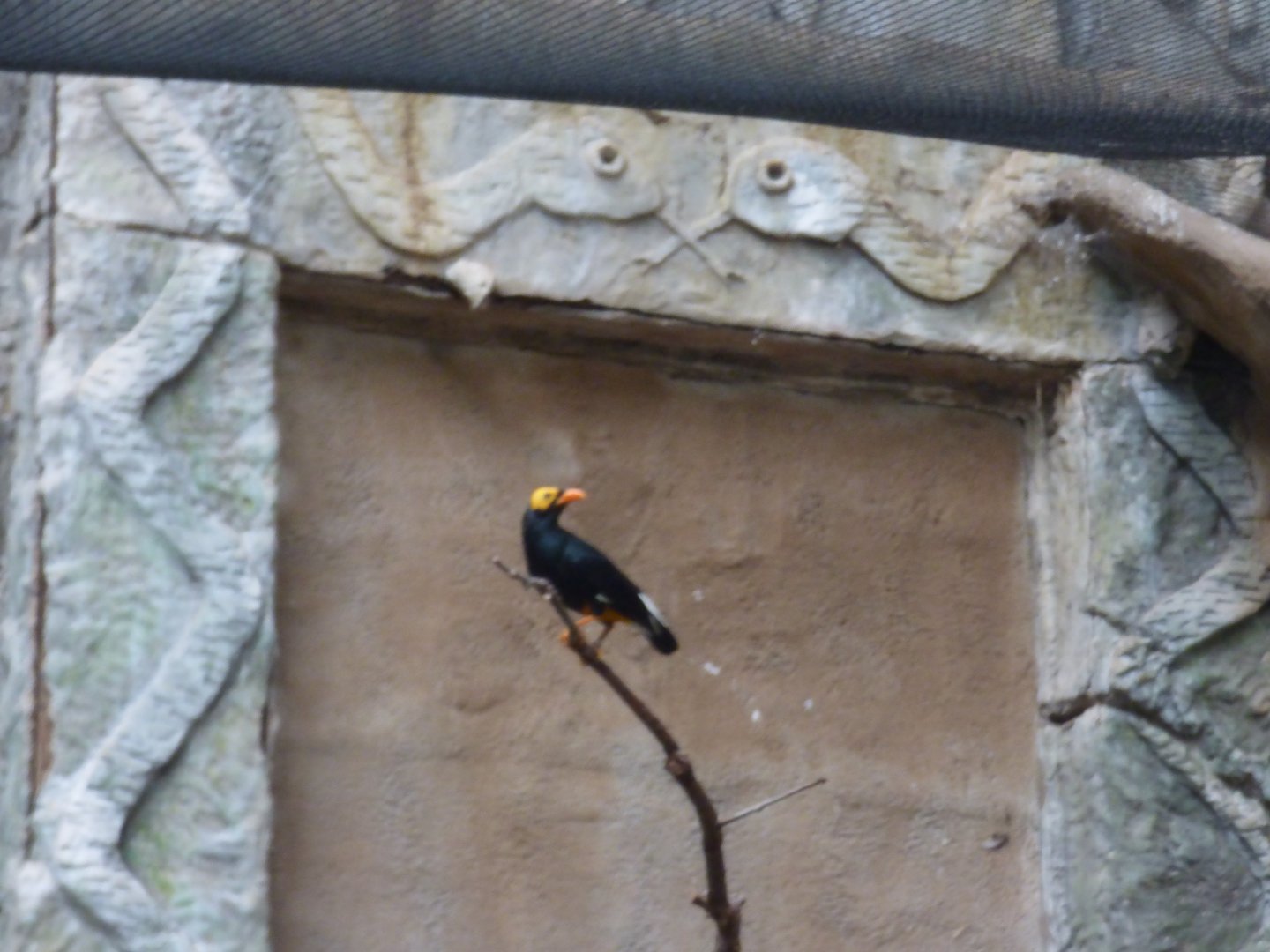 Yellow Faced Mynah in Tropical Realm