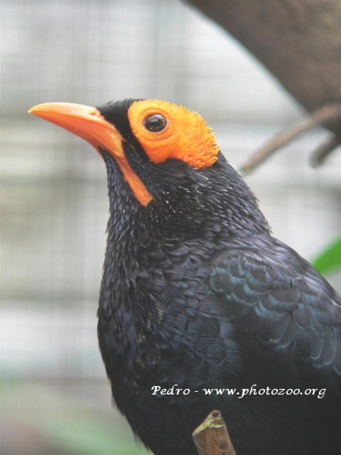 Yellow-faced mynah (Mino dumontii)
