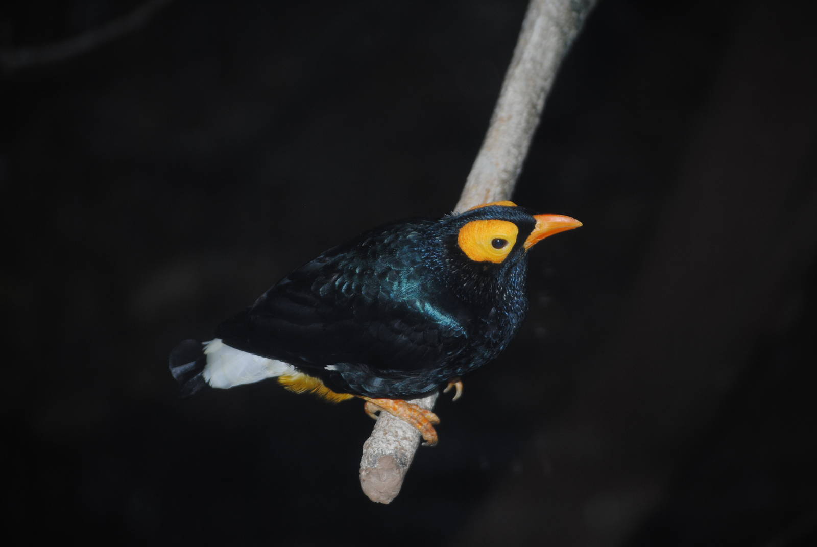 Yellow-Faced Mynah