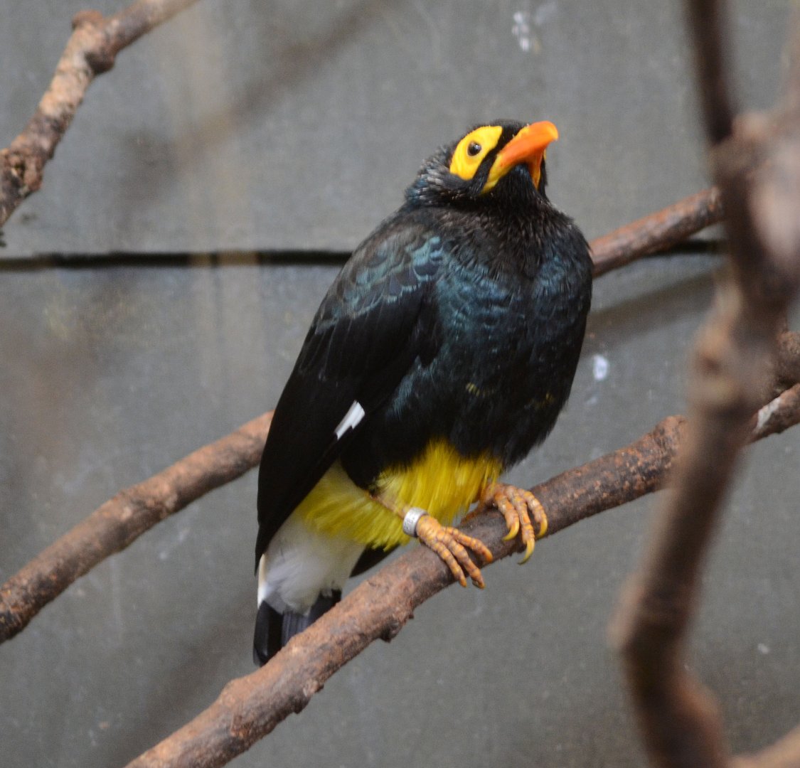 Yellow Faced Mynah