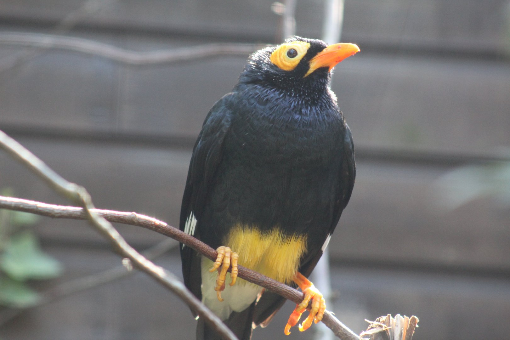 Yellow-Faced Mynah
