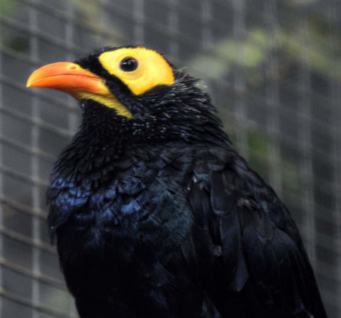 Yellow Faced Mynah