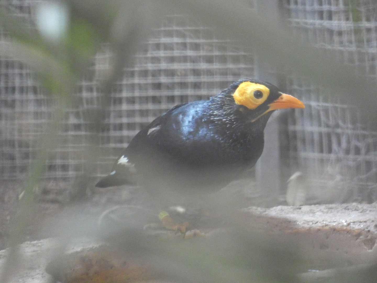 Yellow-faced mynah