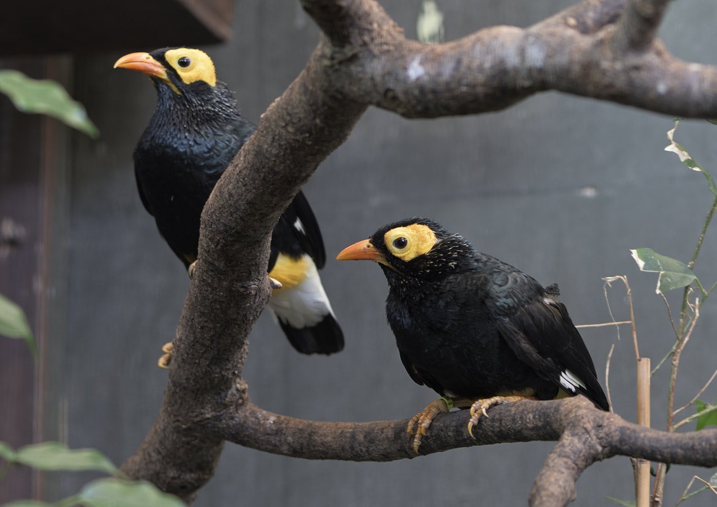 Yellow-faced mynahs