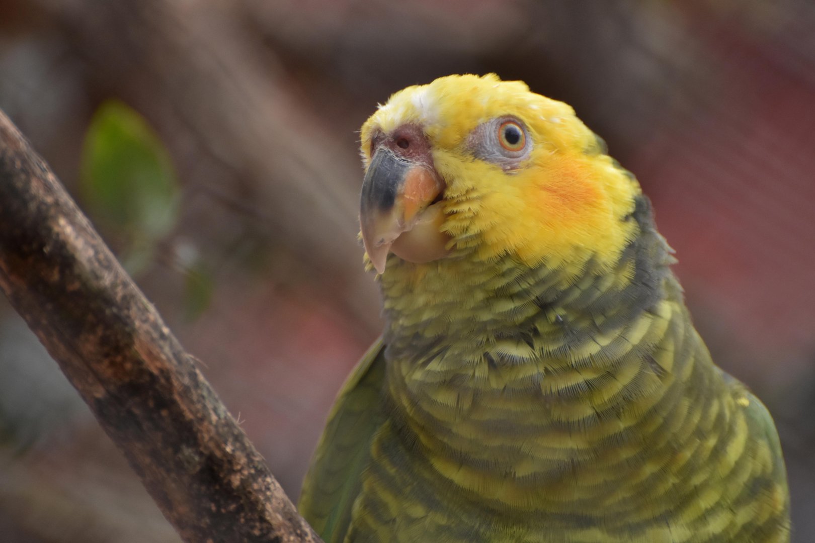 Yellow-faced Parrot (Aliopsitta xanthops)