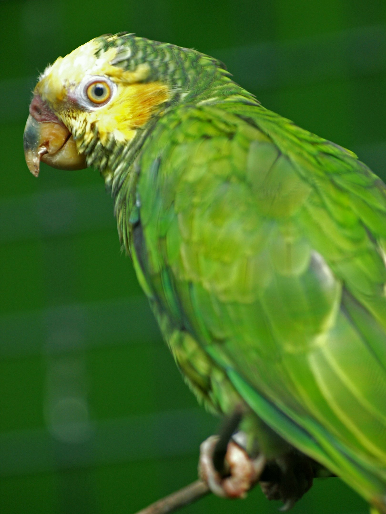 Yellow-faced parrot (Alipiopsitta xanthops)