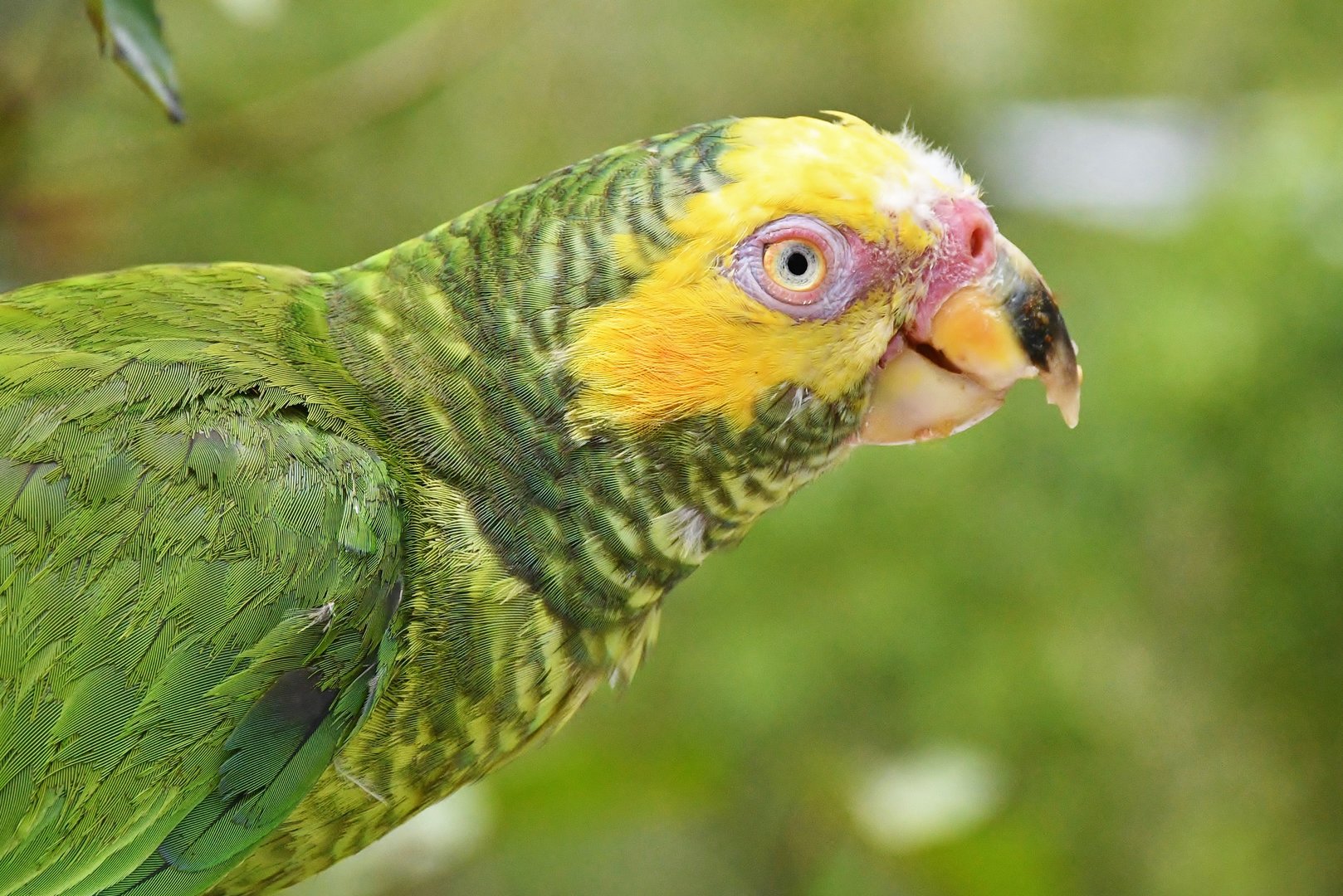 Yellow-faced Parrot (Alipiopsitta xanthops)