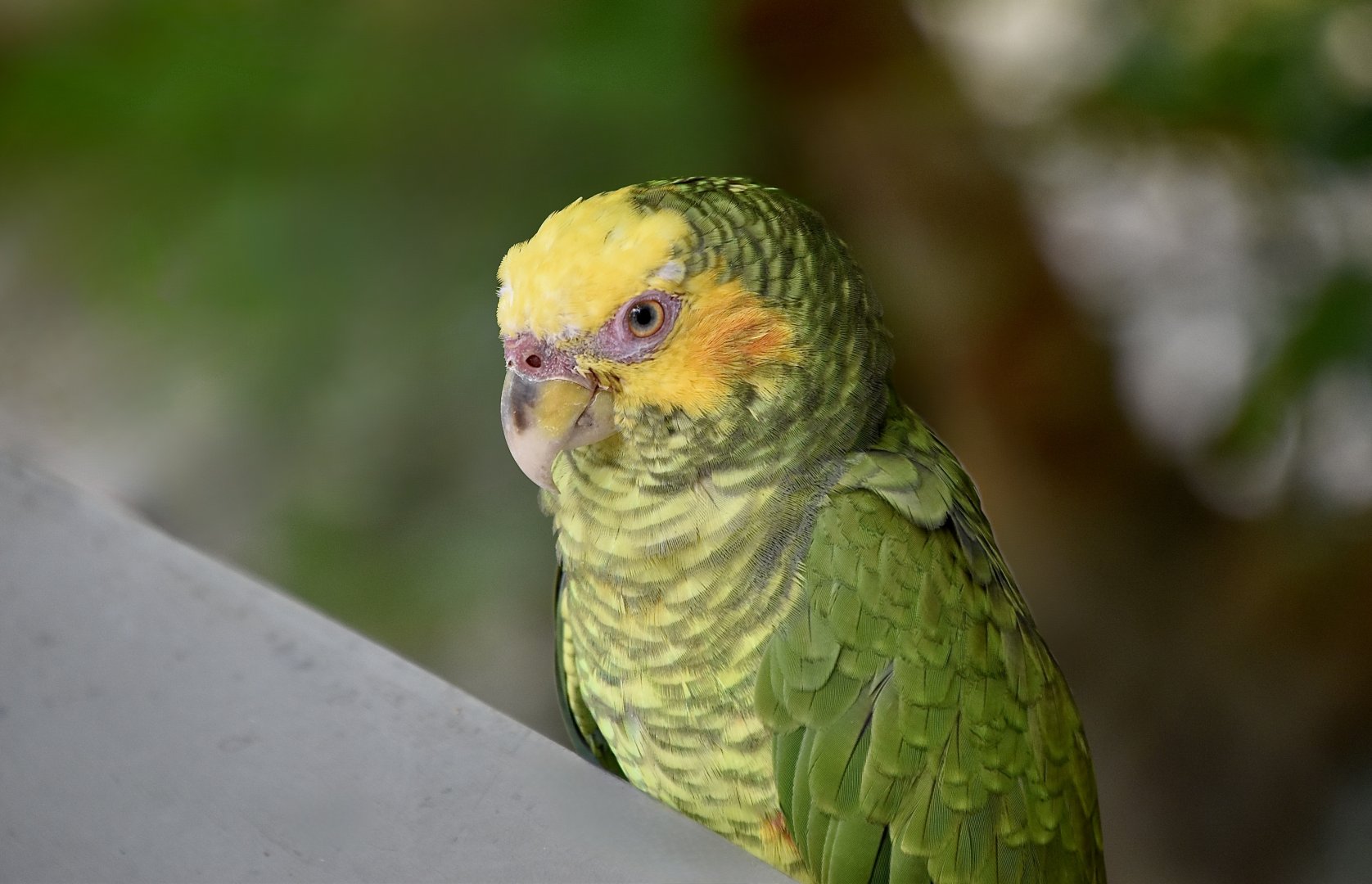 Yellow-Faced Parrot (Alipiopsitta xanthops)