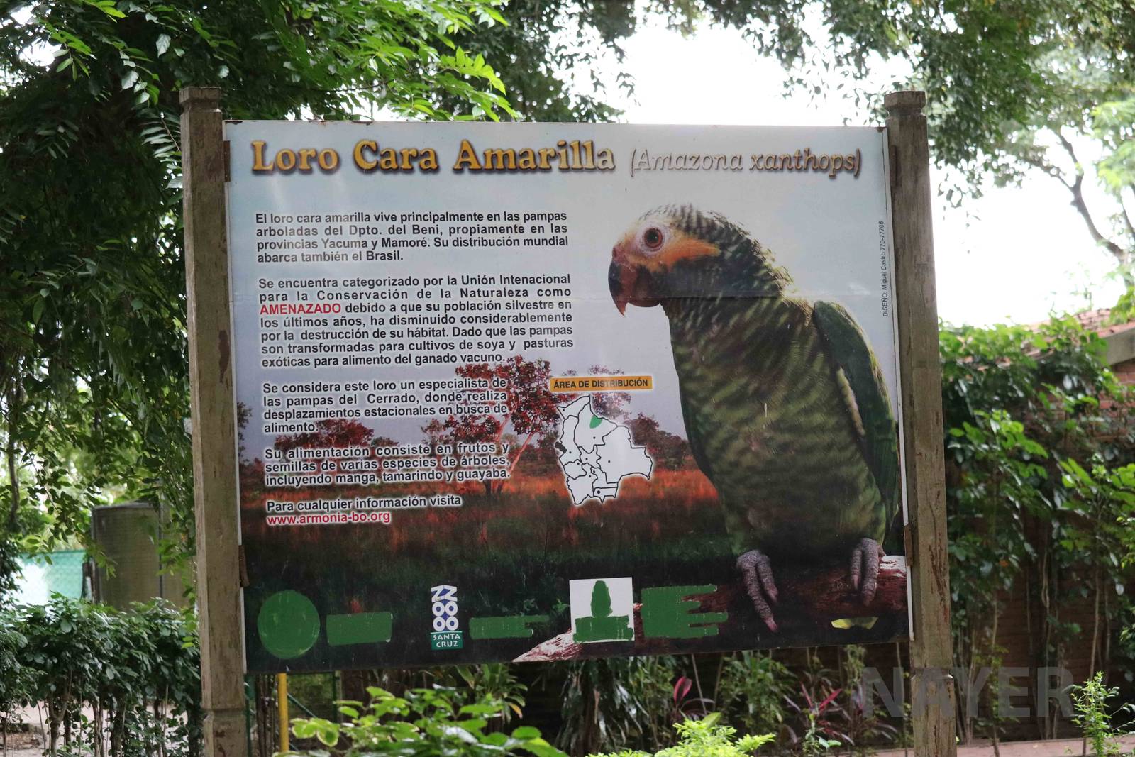 Yellow-faced parrot sign, March 2016